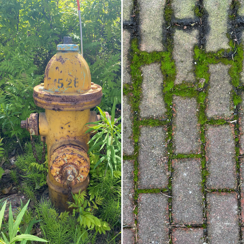 A picture of a rusting yellow fire hydrant amongst some green ferns on the left, and a picture of some sidewalk bricks with green moss growing inbetween the cracks on the right
