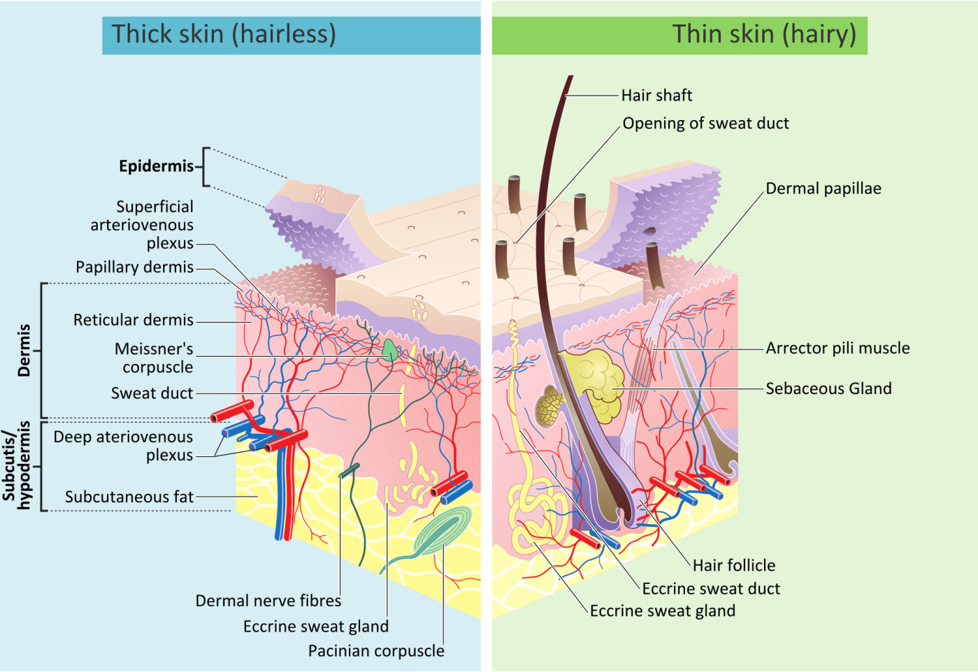 An anatomical diagram from Wikipedia of how skin works